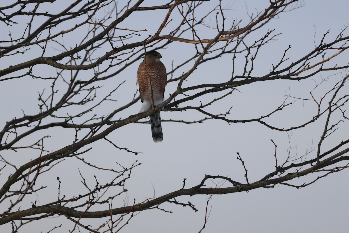 Sharp-shinned Hawk - ML647723008