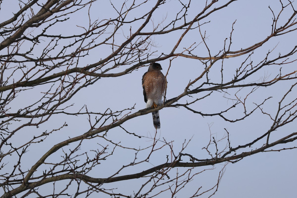 Sharp-shinned Hawk - ML647723009