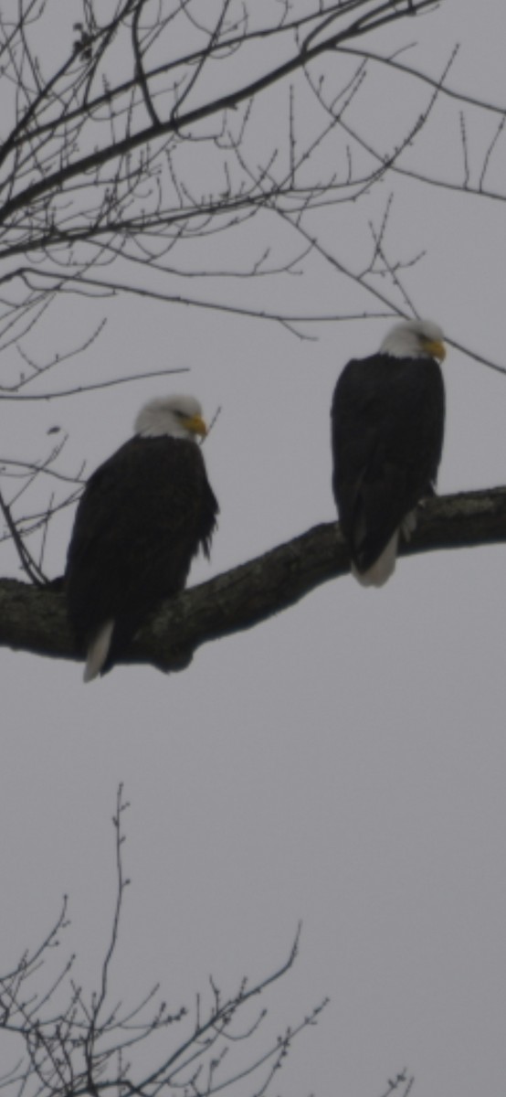 Bald Eagle - ML647723010