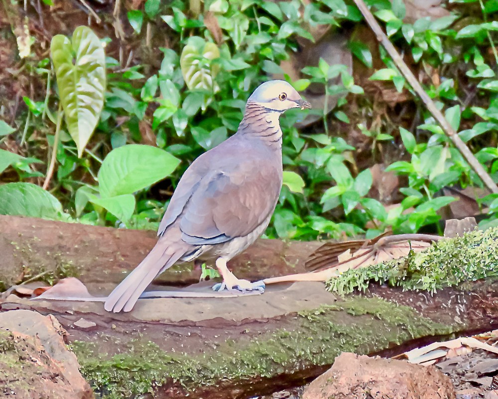 White-throated Quail-Dove - ML647723011