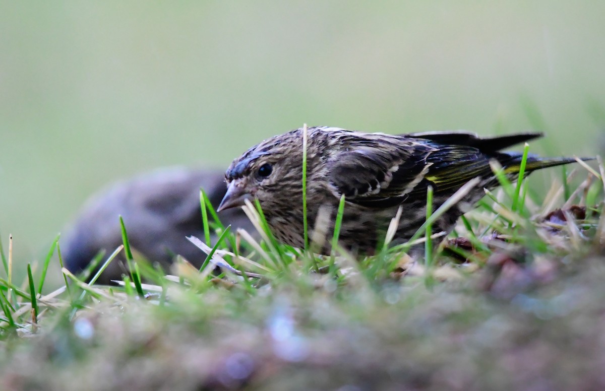 Pine Siskin - ML647723012