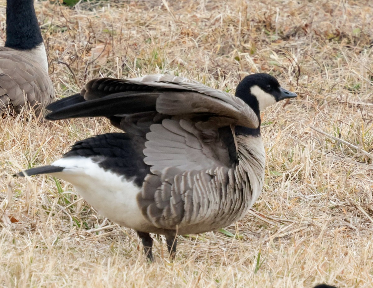 Cackling Goose - ML647723014
