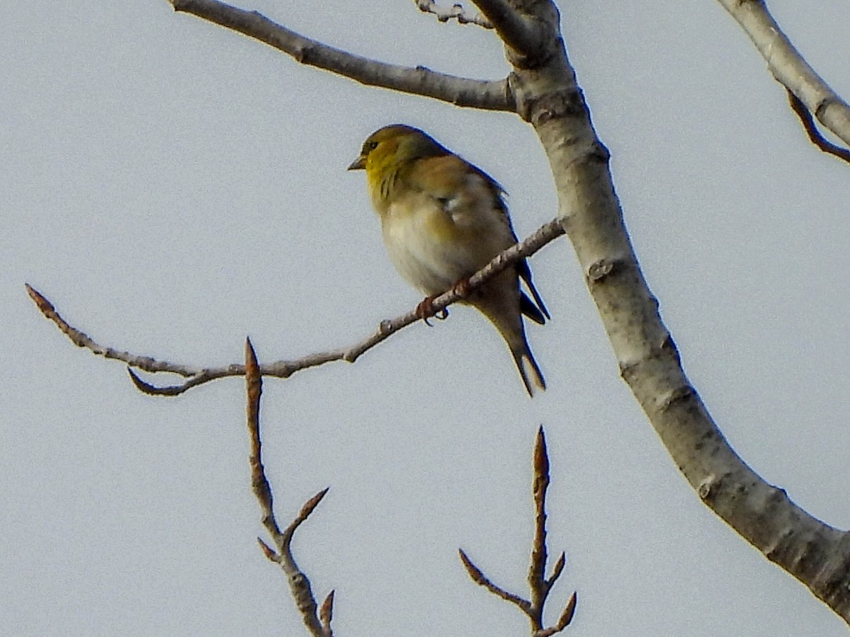 American Goldfinch - ML647723015