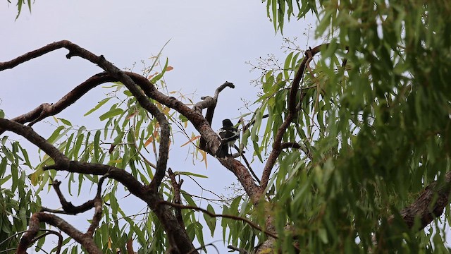 セグロモズガラス - ML647723017