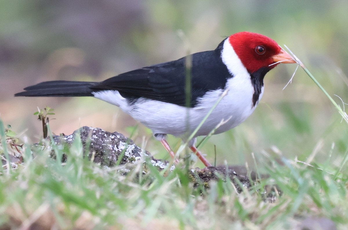 Yellow-billed Cardinal - ML647723018