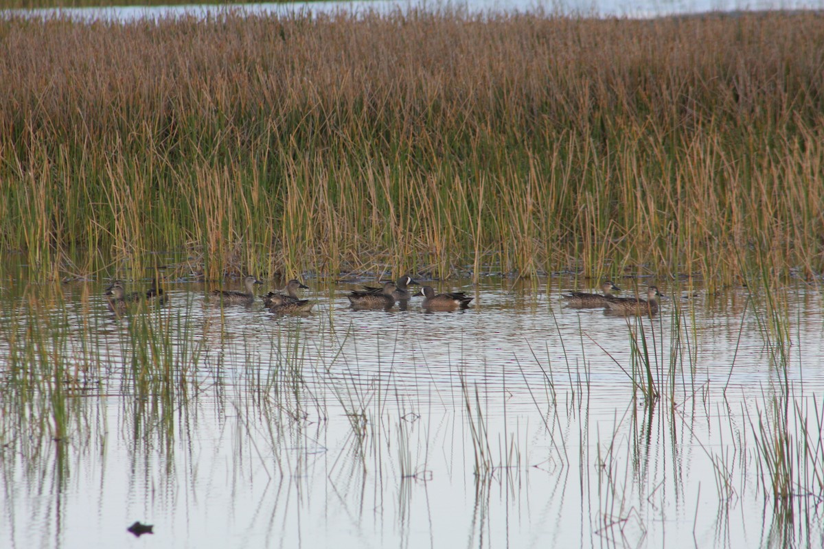 Blue-winged Teal - ML647723021