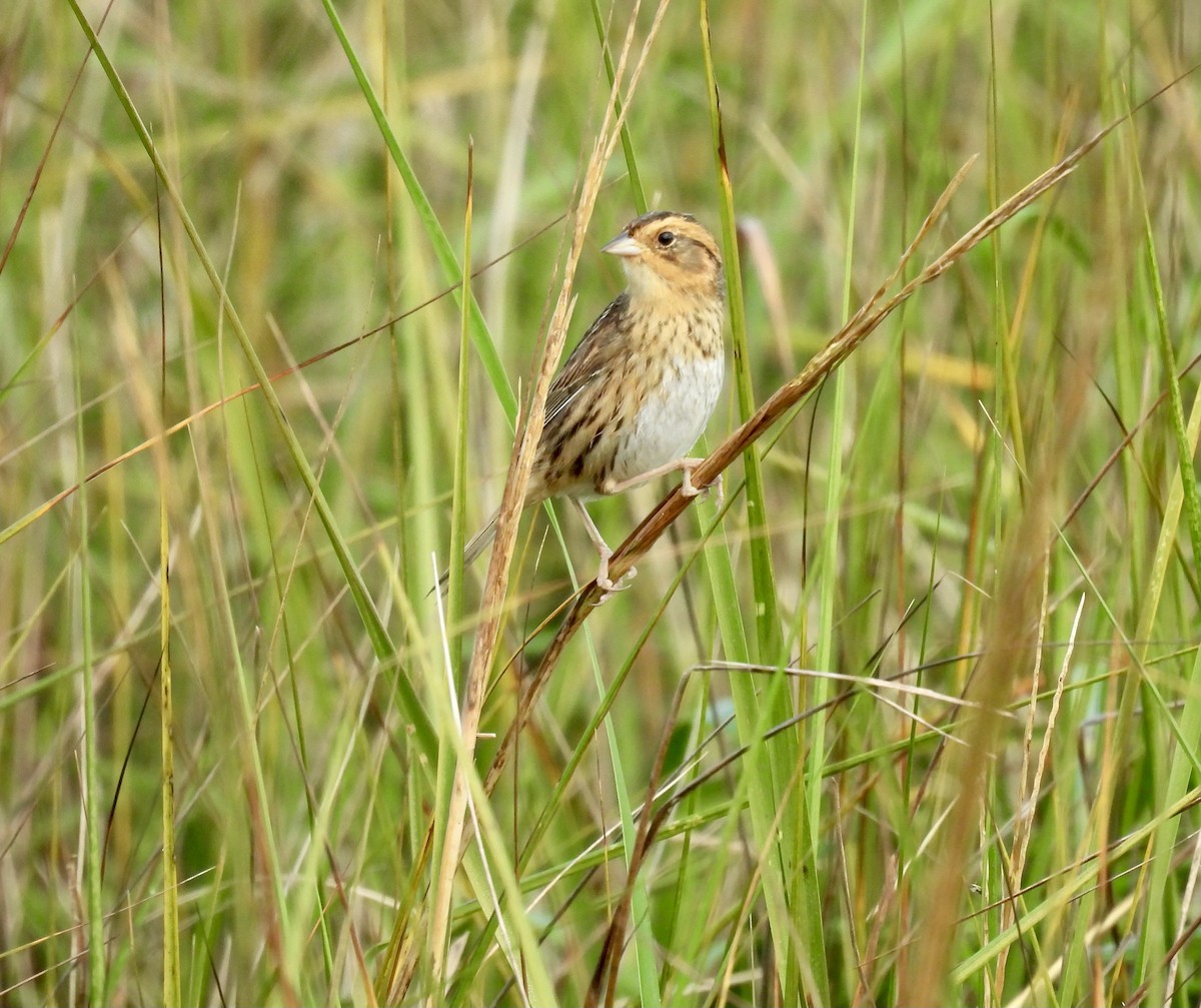 Nelson's Sparrow - ML647723033