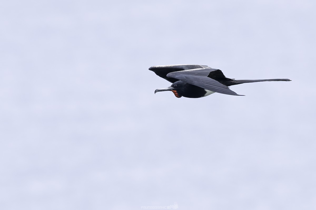 Christmas Island Frigatebird - ML647723040