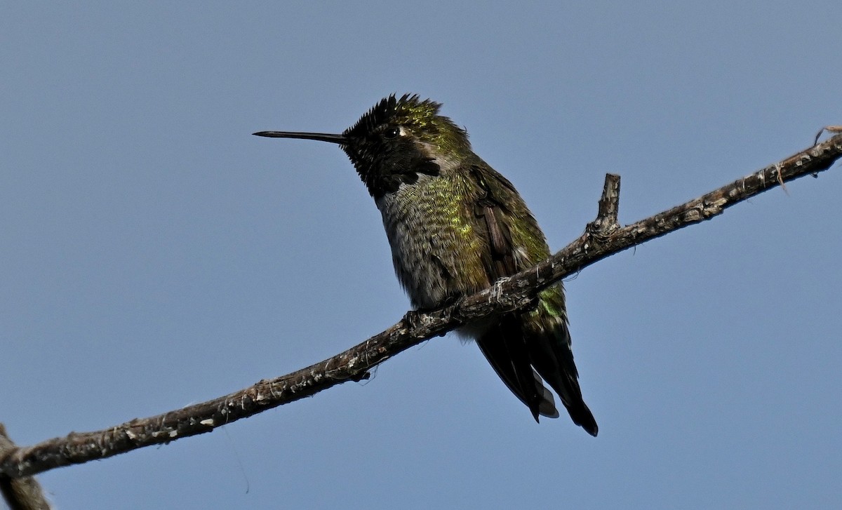 Anna's Hummingbird - ML647723047