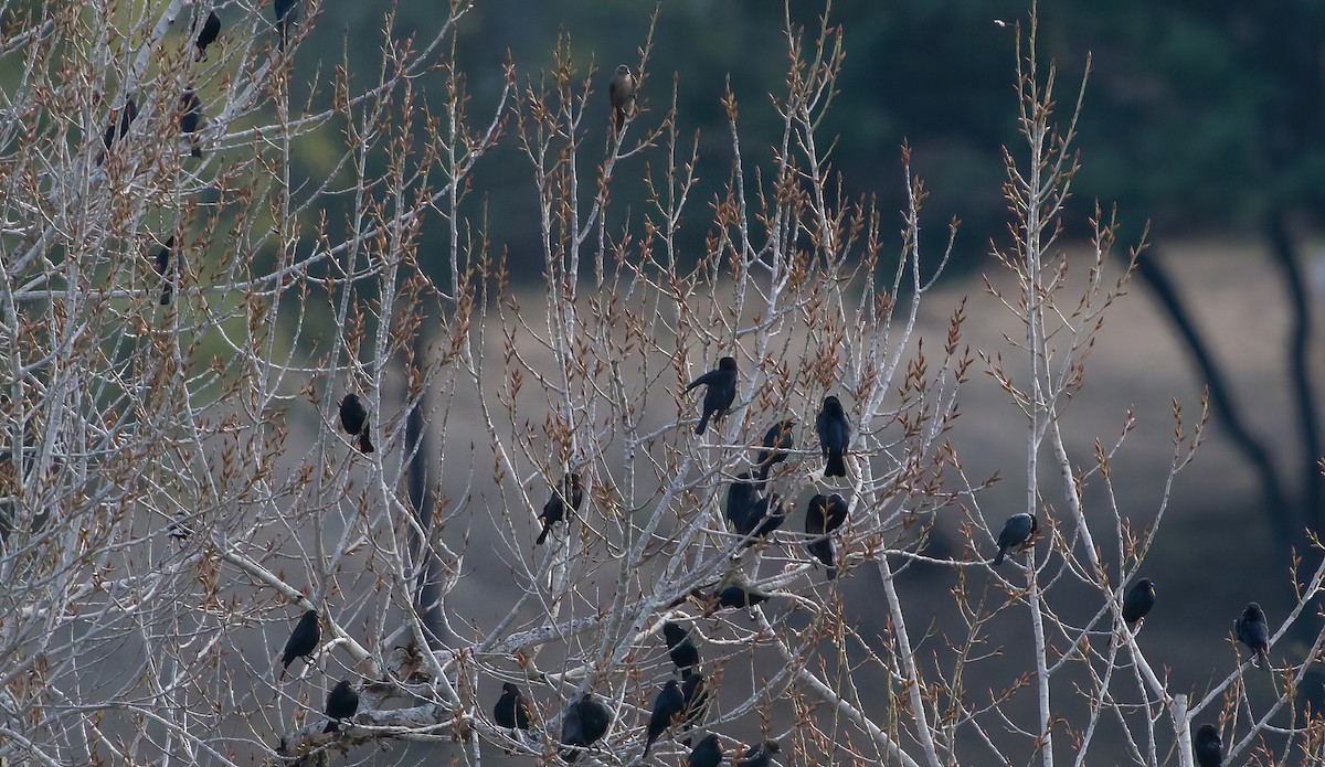 Braunkopf-Kuhstärling - ML647723054