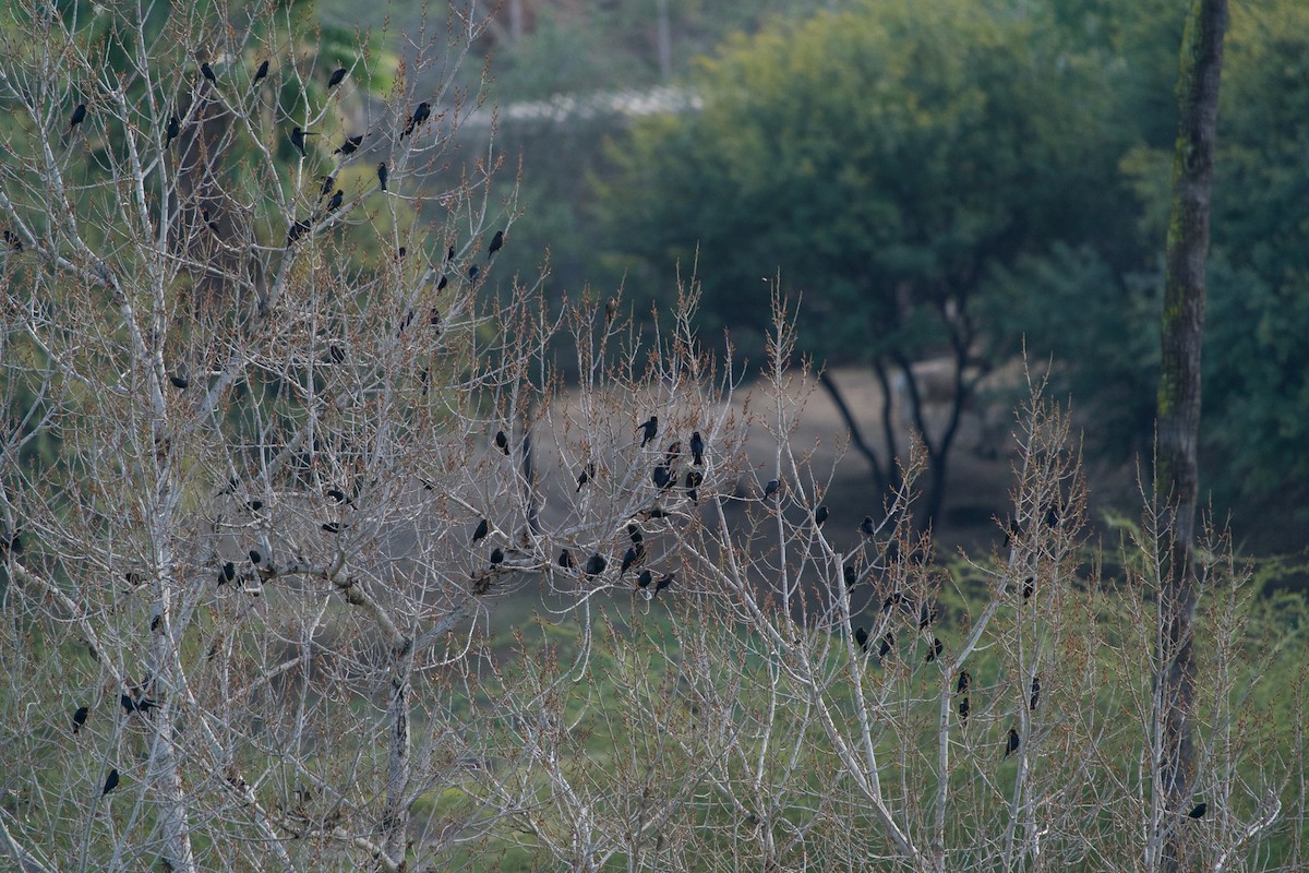 Braunkopf-Kuhstärling - ML647723055