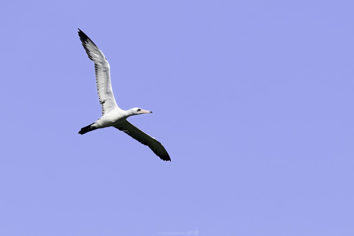 Abbott's Booby - ML647723056