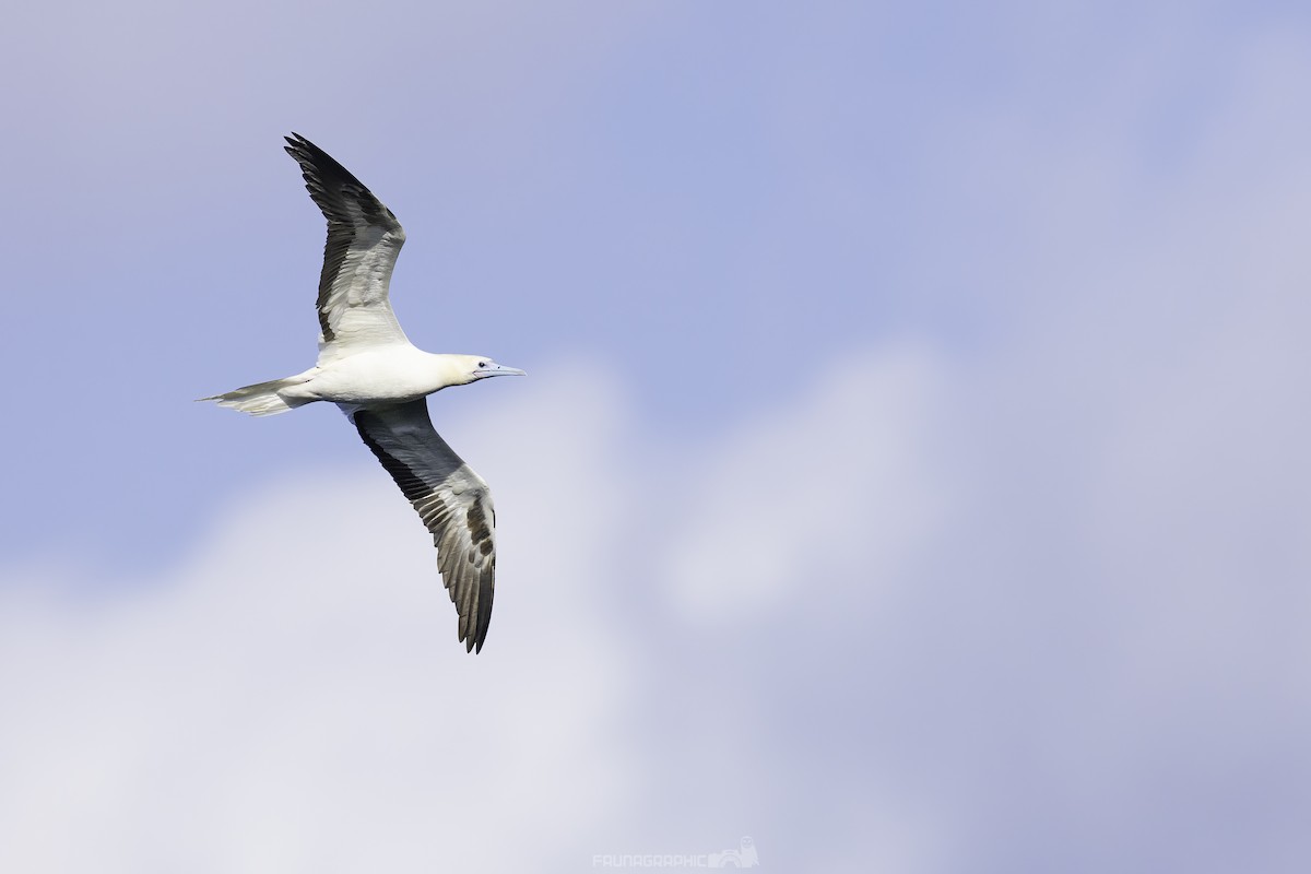 סולה אדומת-רגל - ML647723068