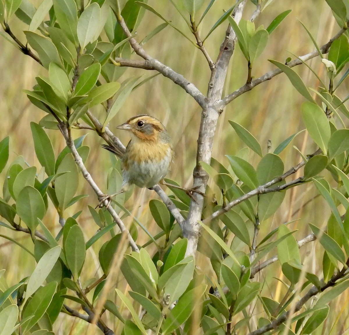 Nelson's Sparrow - ML647723082