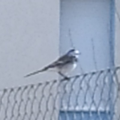 נחליאלי לבן - ML647723086