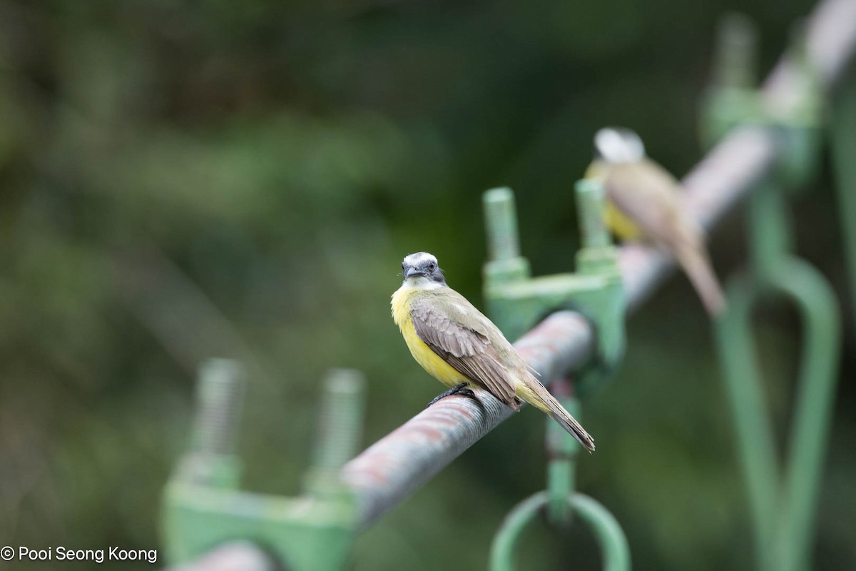 Rotscheitel-Maskentyrann - ML647723090