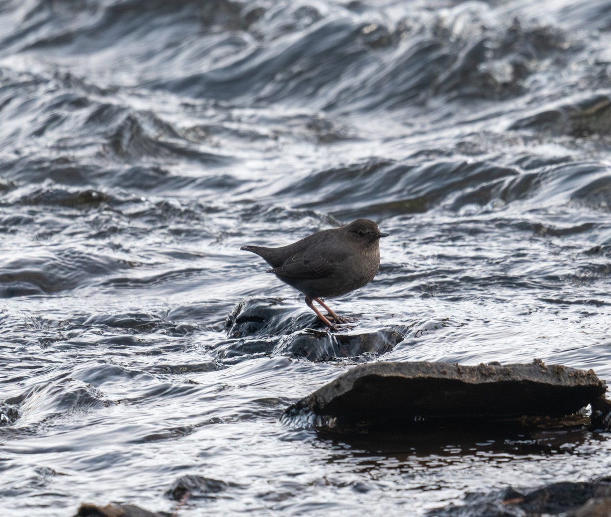 gråfossekall - ML647723095