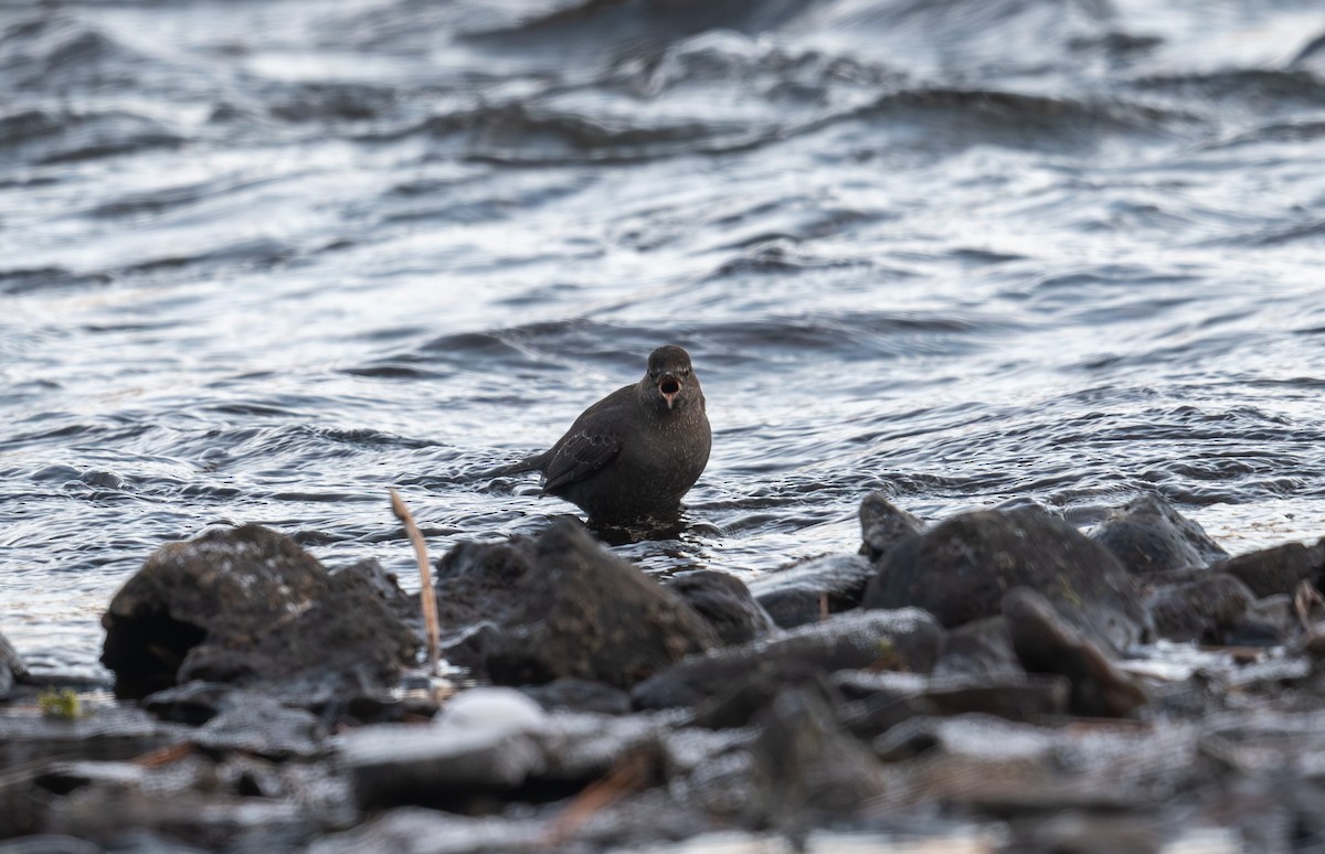 gråfossekall - ML647723096