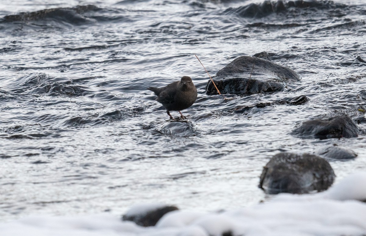 gråfossekall - ML647723097