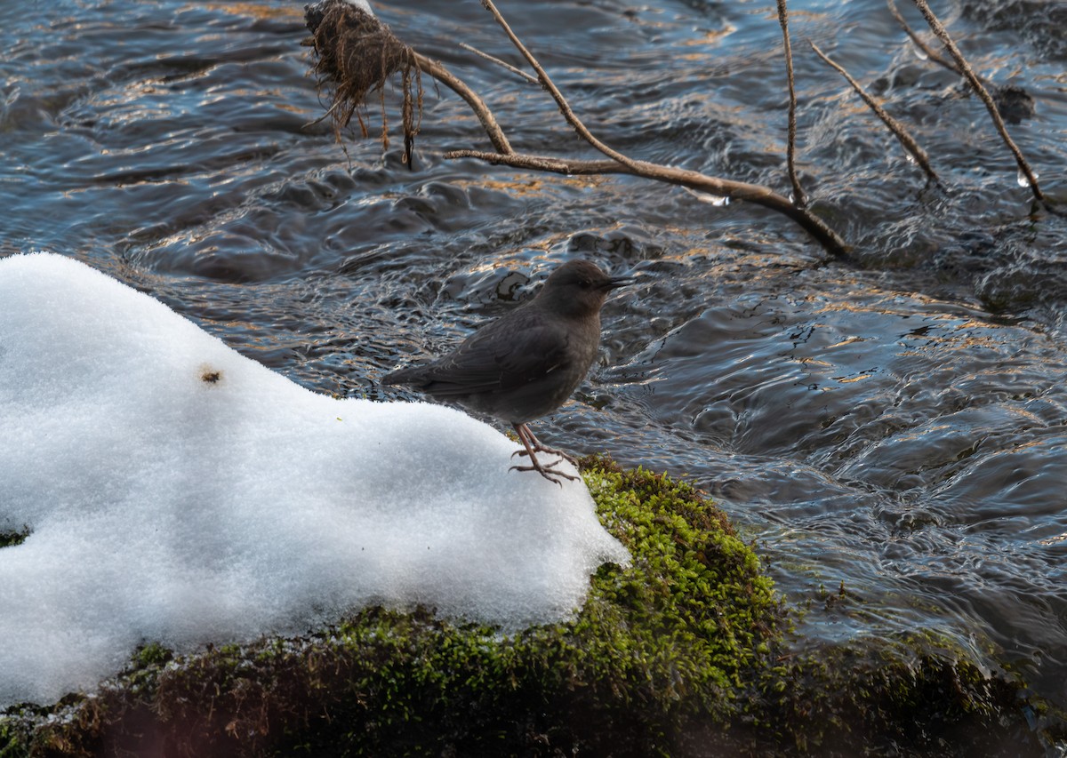 gråfossekall - ML647723098