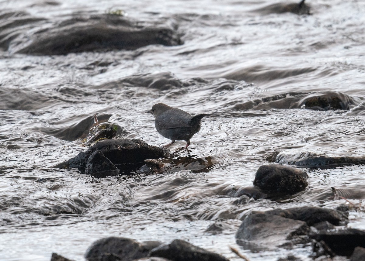 gråfossekall - ML647723099