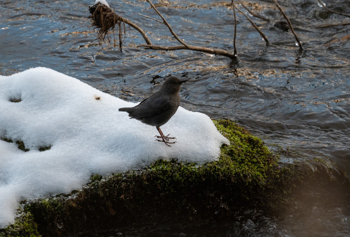 gråfossekall - ML647723100