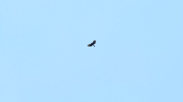 Black Hawk-Eagle - ML647723105