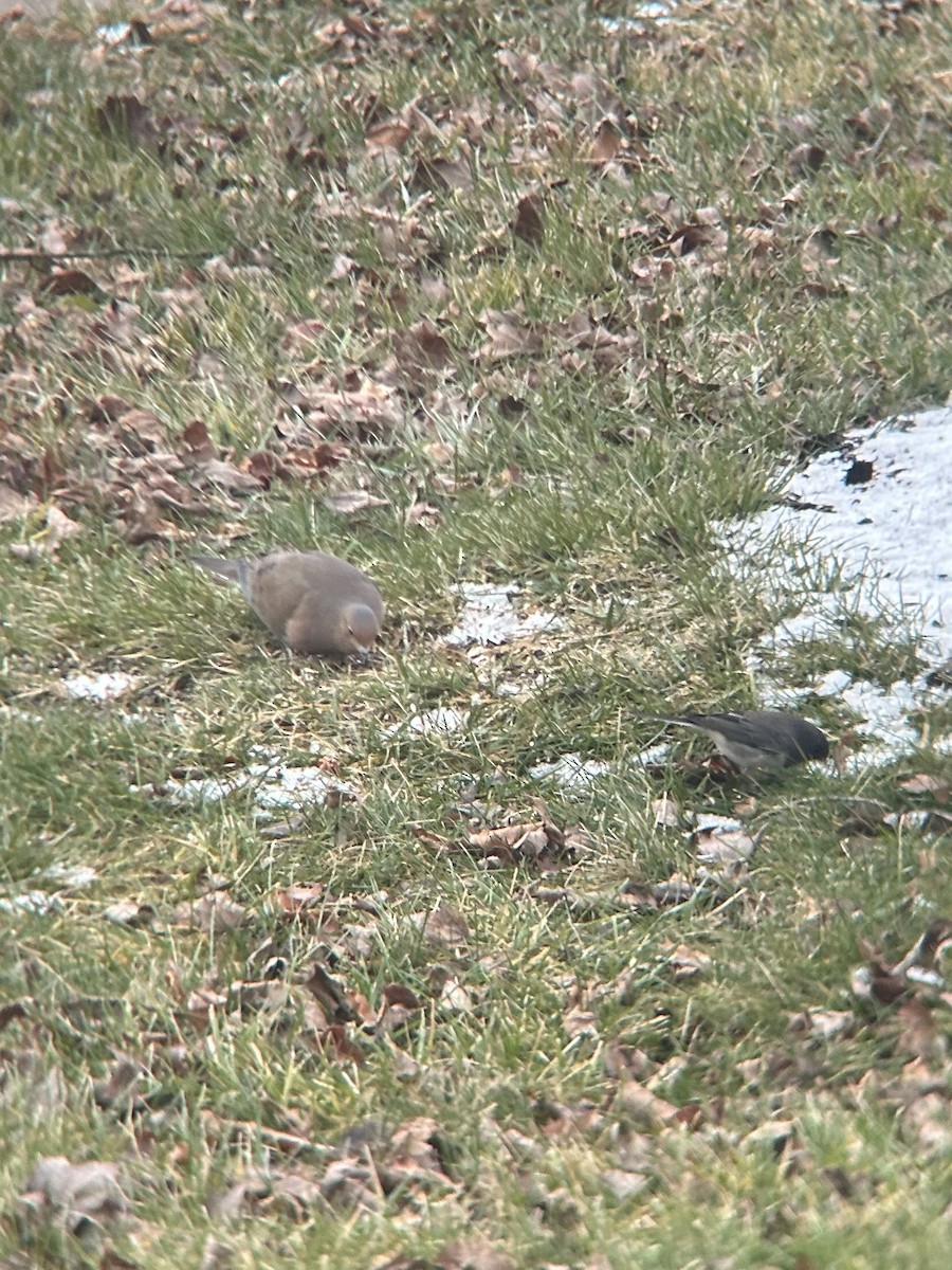 hrdlička karolínská - ML647723117