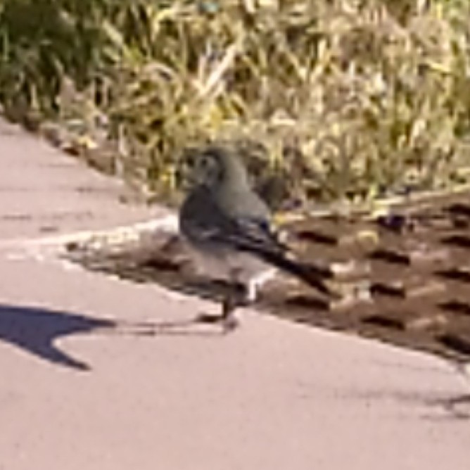 נחליאלי לבן - ML647723128