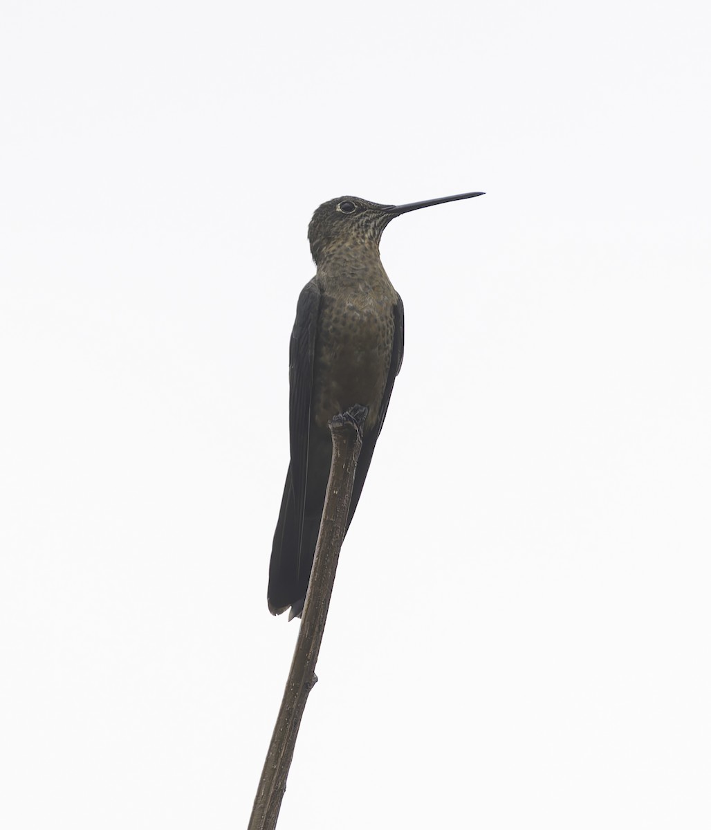 kjempekolibri - ML647723163