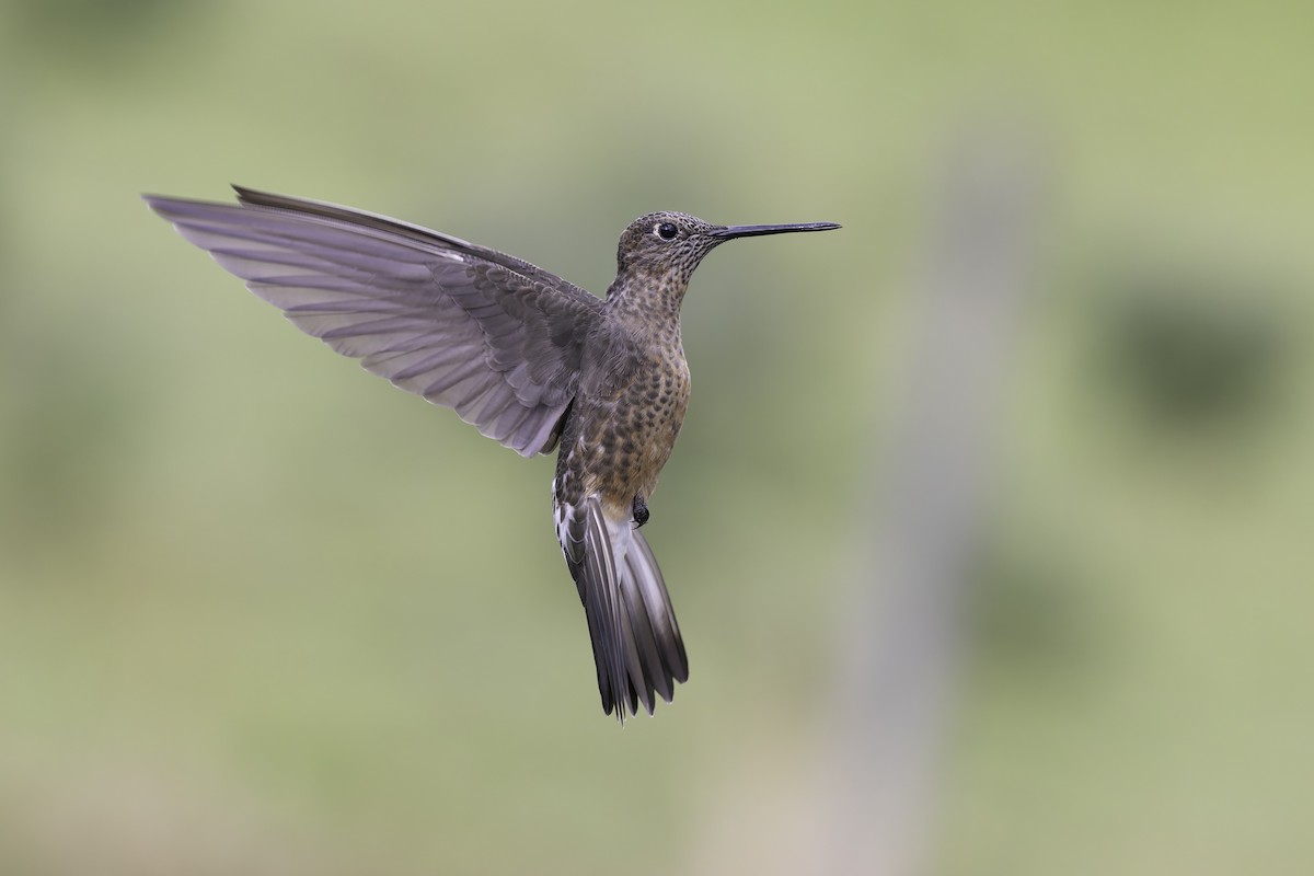 kjempekolibri - ML647723164