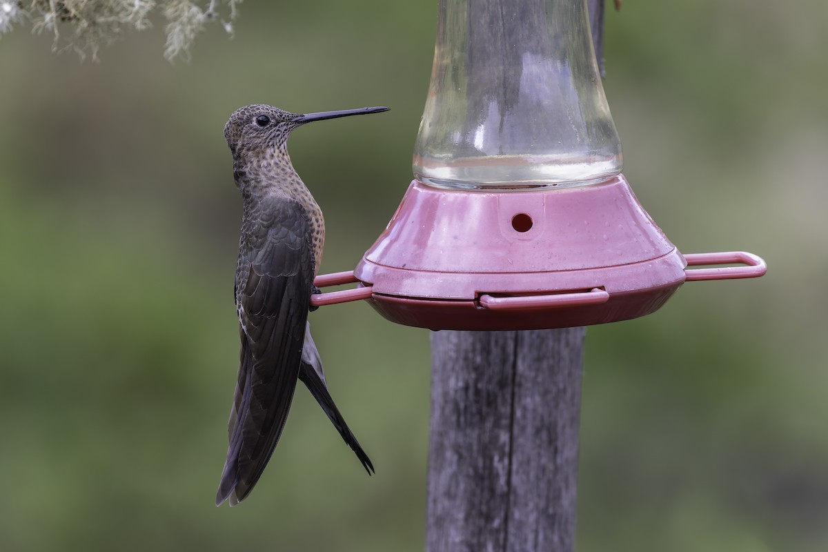 kjempekolibri - ML647723166