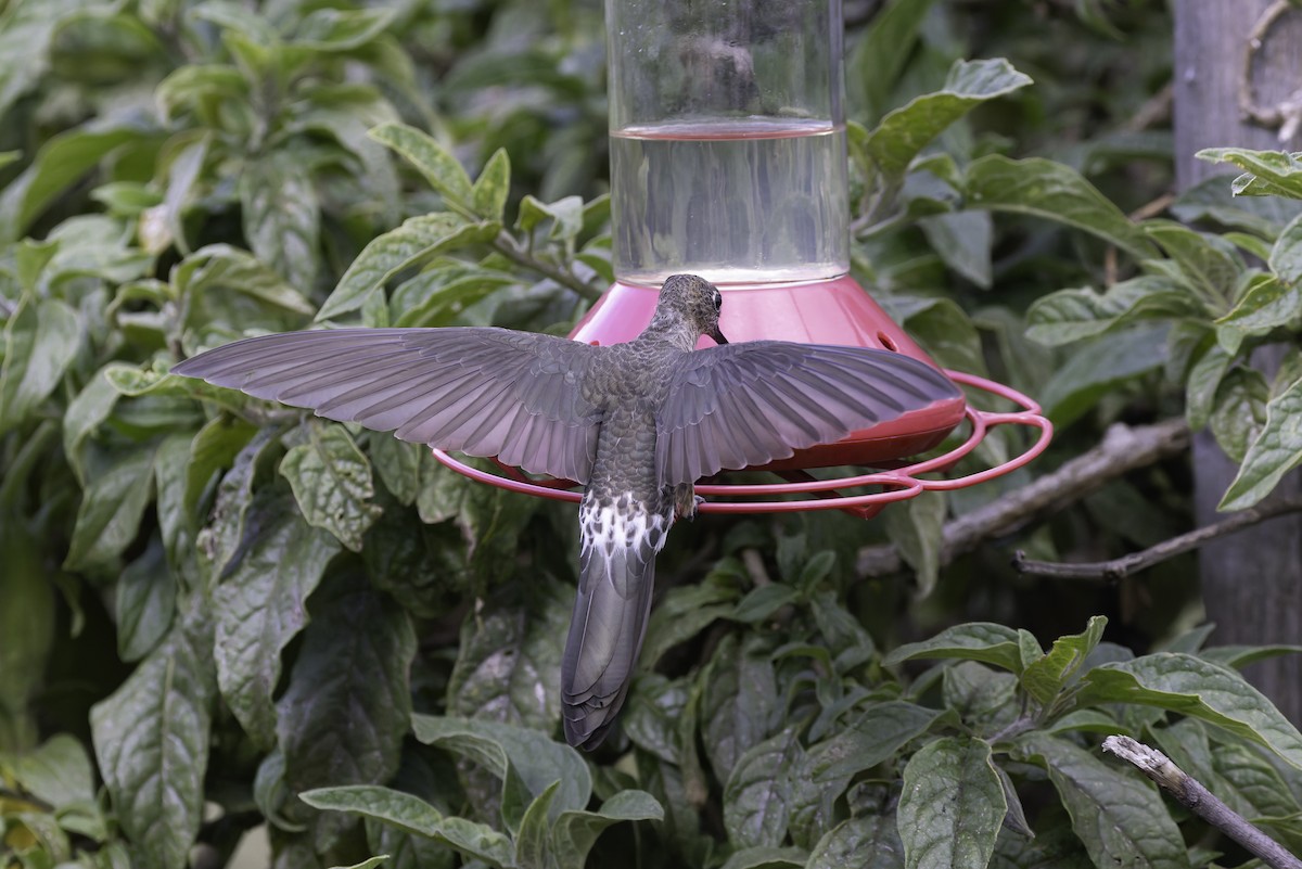 kjempekolibri - ML647723167