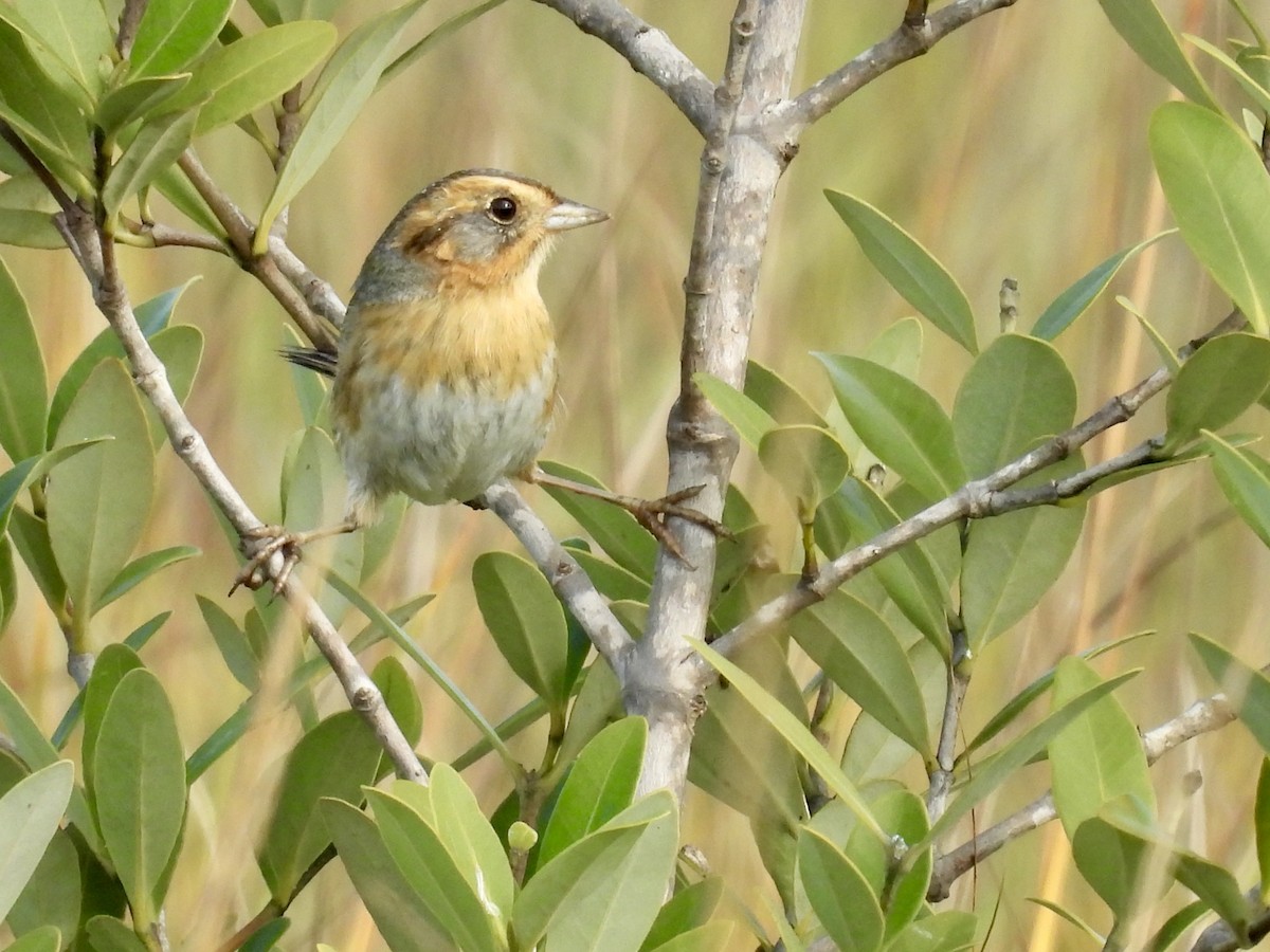 Nelson's Sparrow - ML647723175