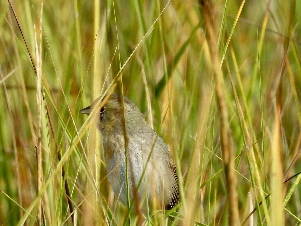 Nelson's Sparrow - ML647723176