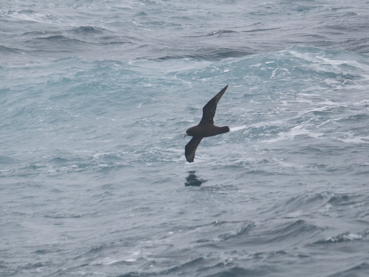 Beyaz Gıdılı Yelkovan - ML647723207