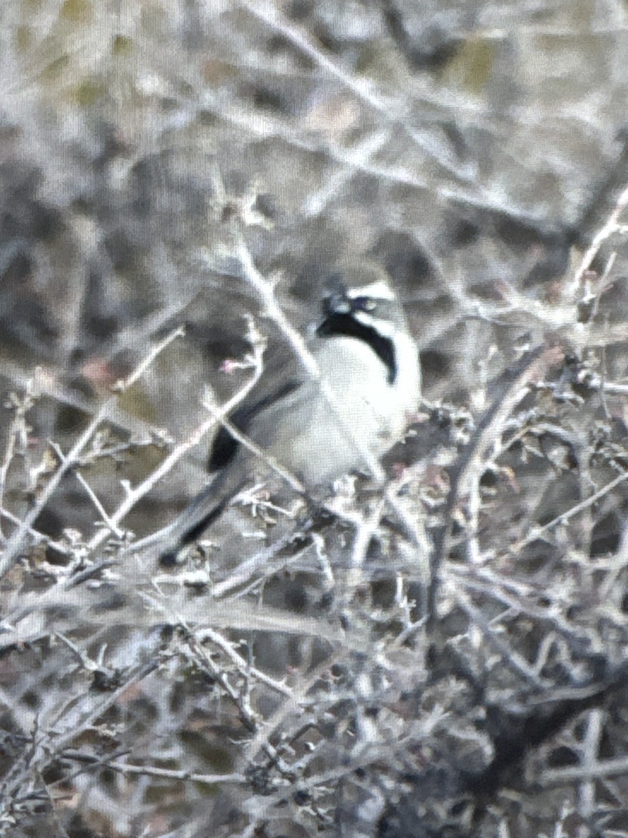 ノドグロヒメドリ - ML647723214