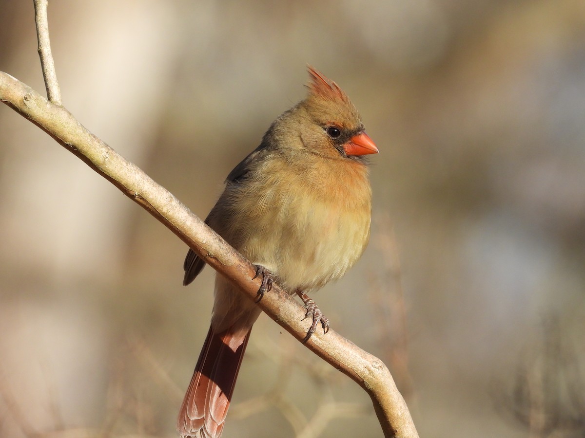 Northern Cardinal - ML647723216