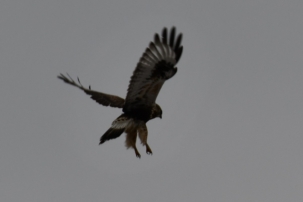 káně rousná - ML647723237