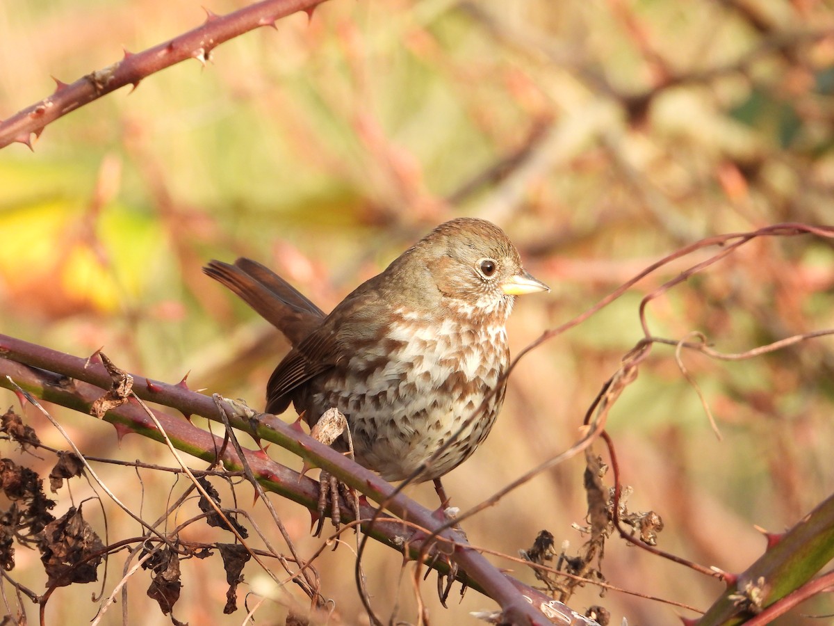 Fox Sparrow - ML647723245
