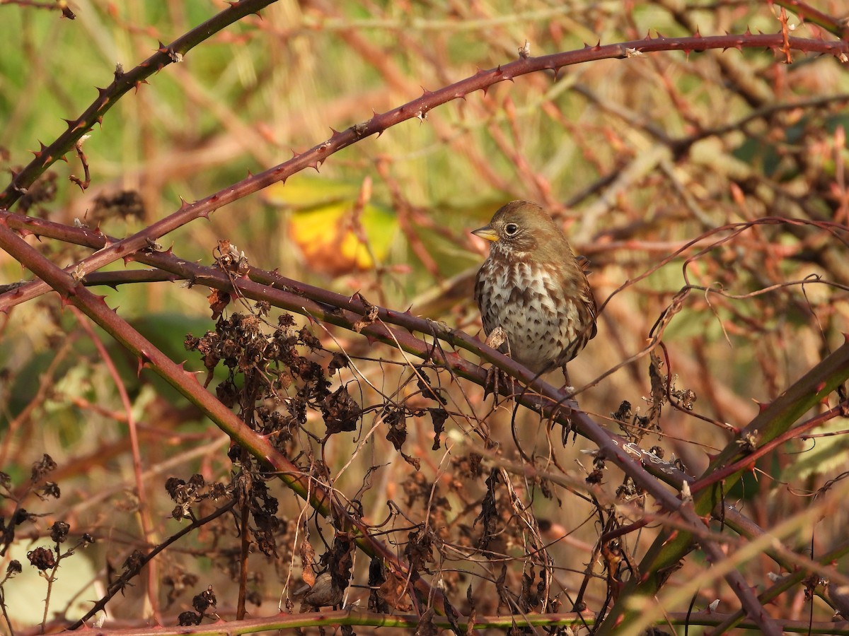 Fox Sparrow - ML647723246
