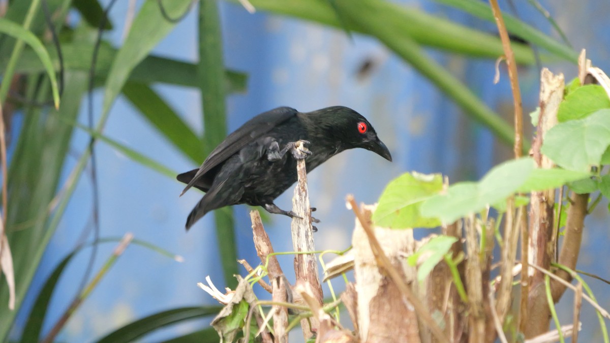 Asian Glossy Starling - ML647723248