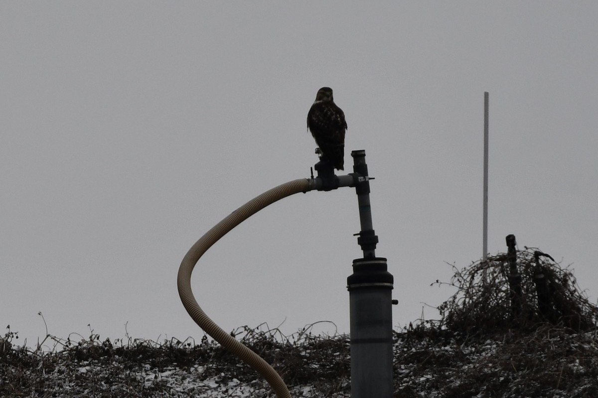 káně rousná - ML647723251