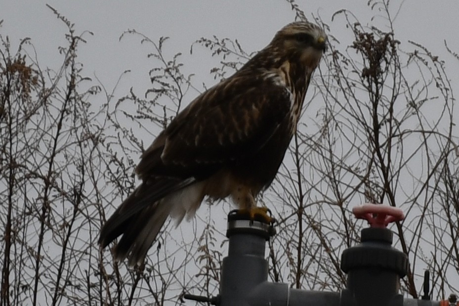 káně rousná - ML647723262