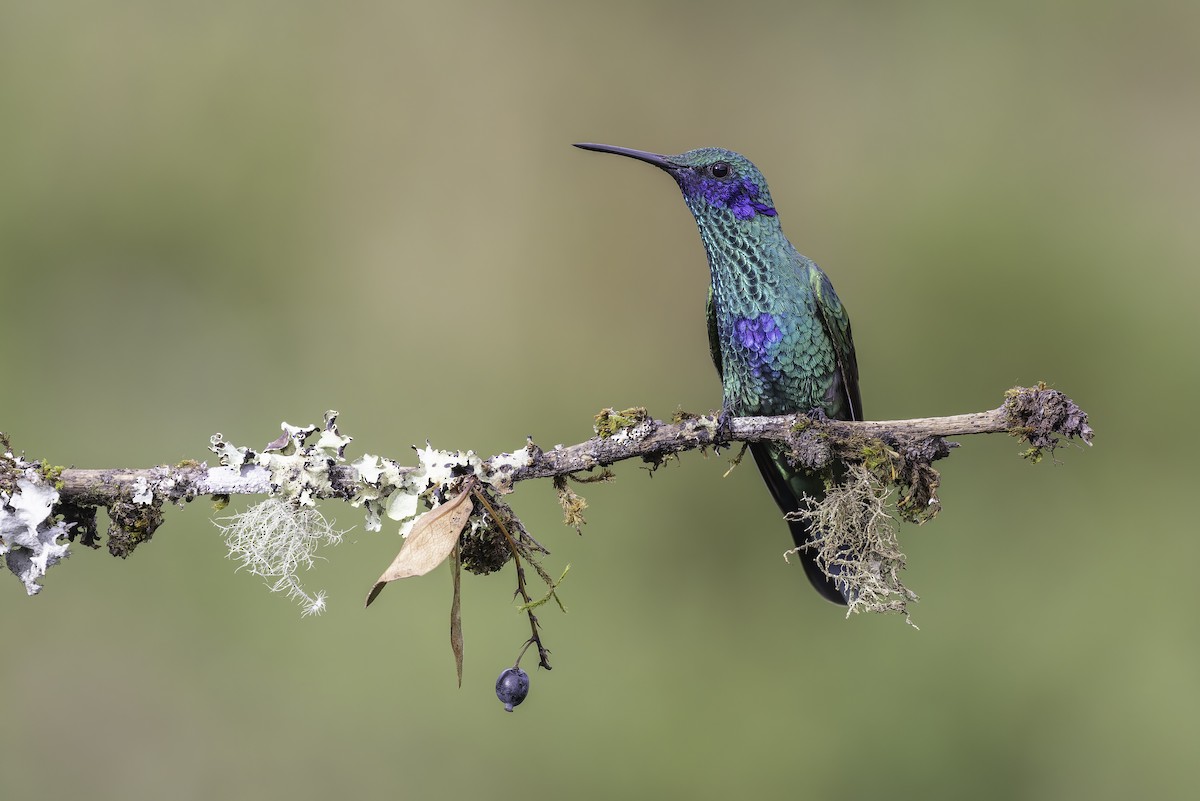 Колібрі синьочеревий - ML647723283