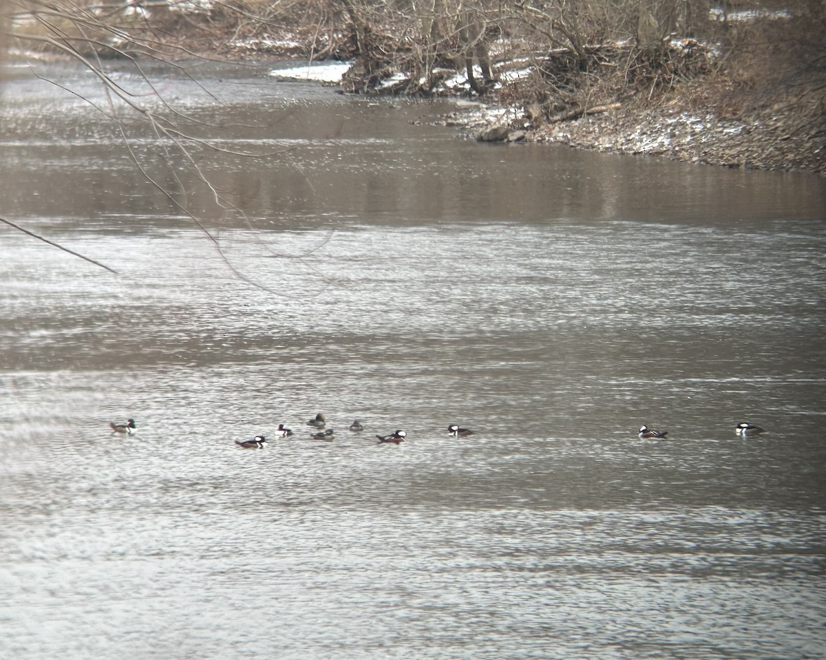 morčák chocholatý - ML647723286