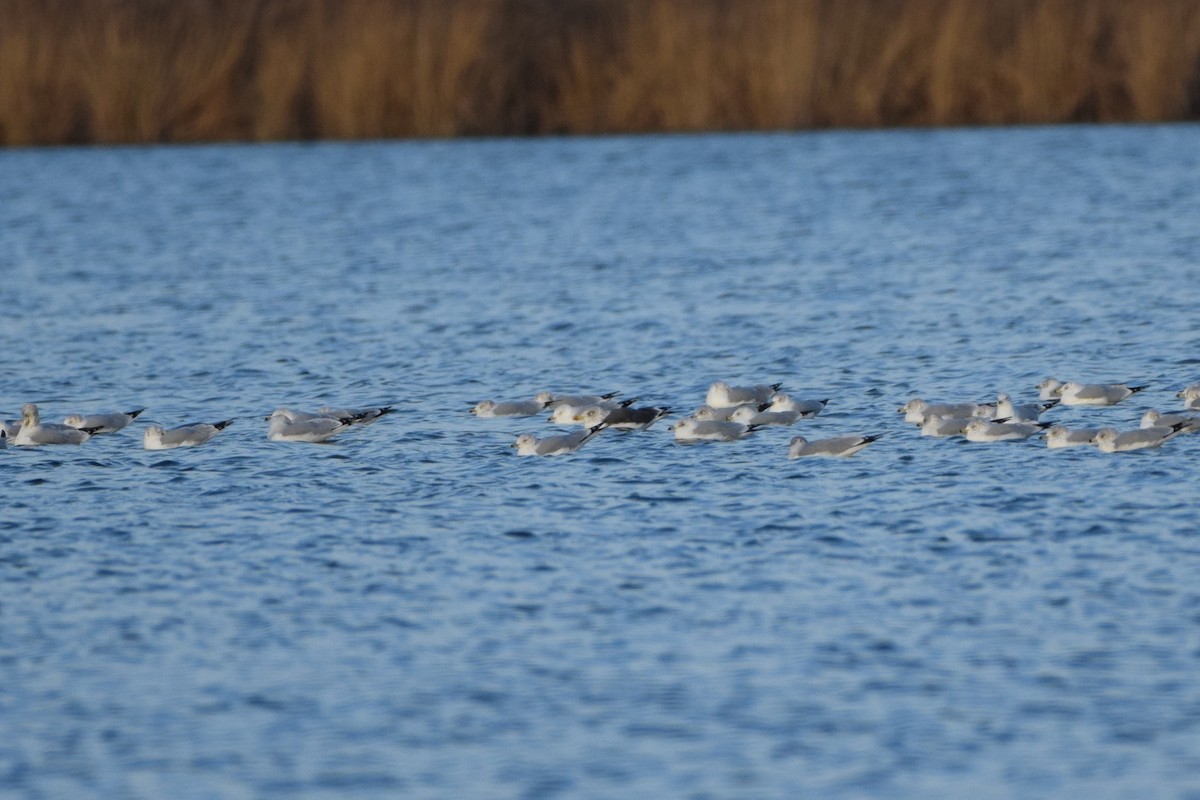 Gaviota Sombría - ML647723290