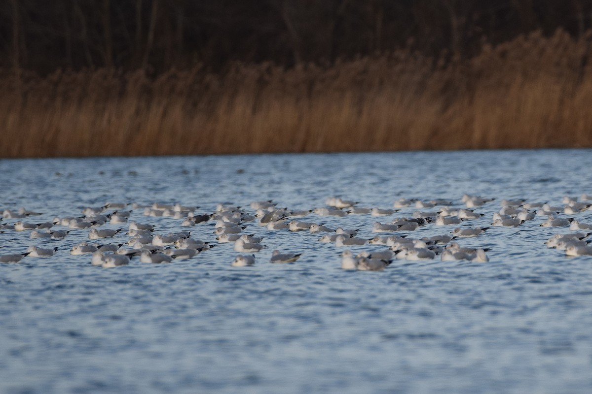 Gaviota Sombría - ML647723291