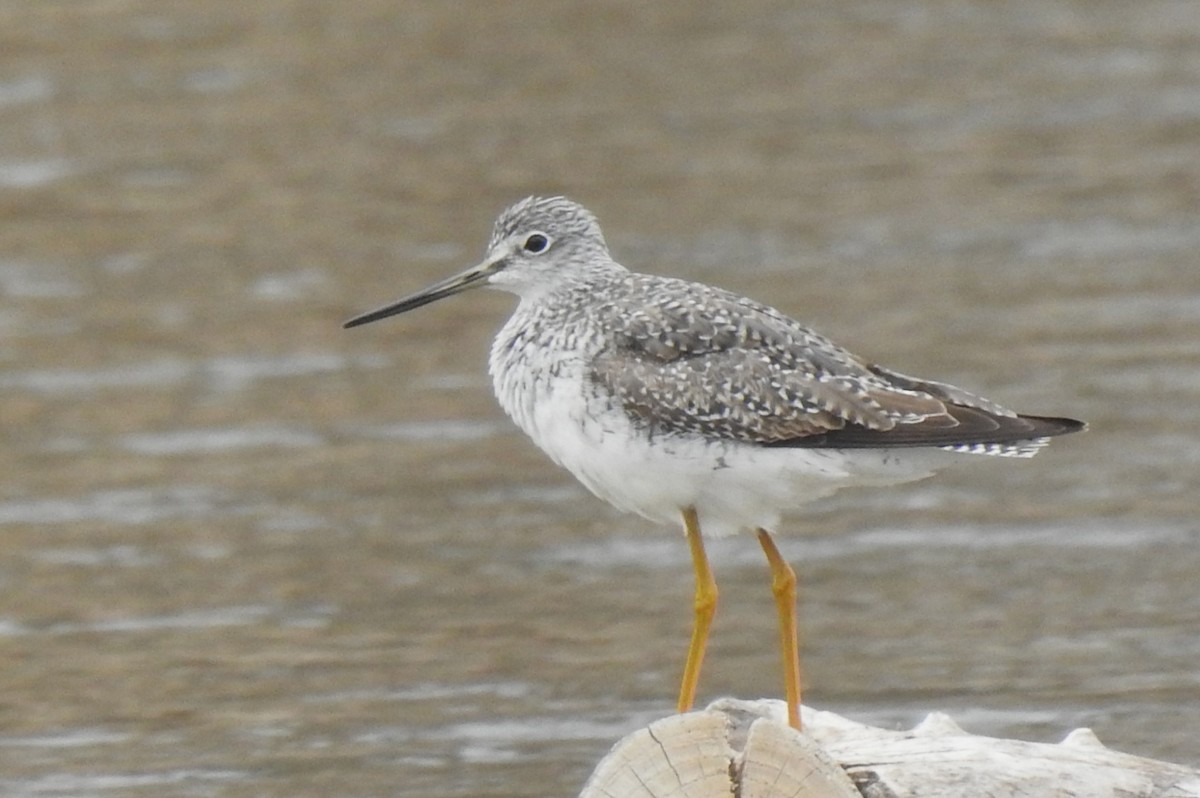 vodouš velký - ML647723298