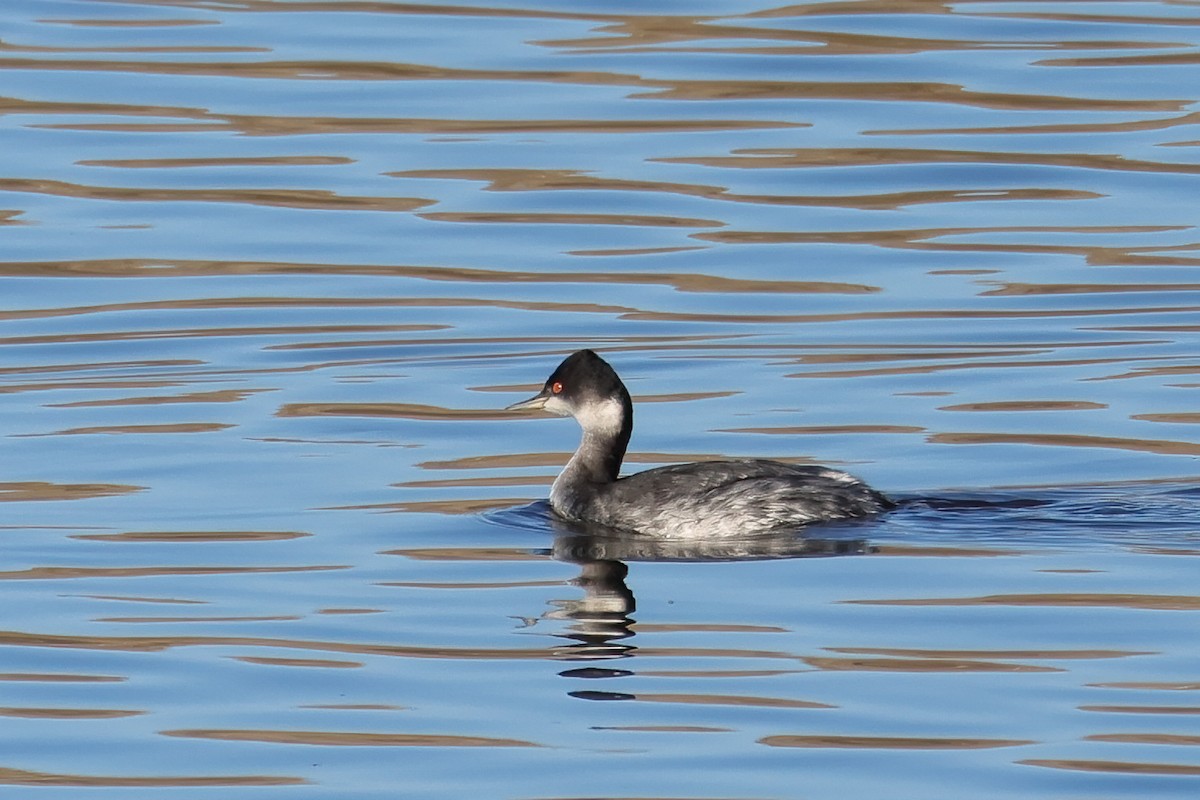 potápka černokrká - ML647723317